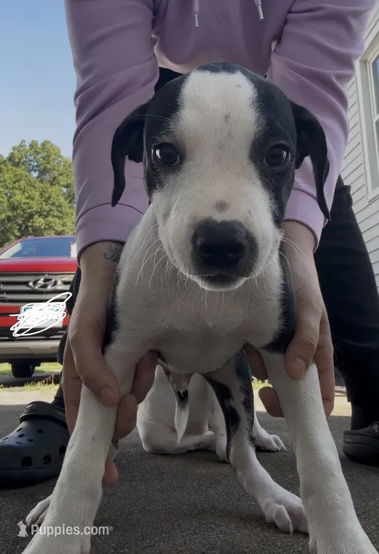 Male puppy  – American Staffordshire Terrier, American Bully puppy for sale in East Hartford, CT