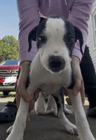 Male puppy , a male American Staffordshire Terrier and American Bully for sale in East Hartford, CT – 1 of 9