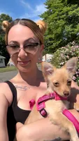 NovaLynn, a female Chihuahua for sale in East Hartford, CT – 7 of 10