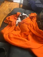 Harley, a female American Staffordshire Terrier and American Bully for sale in East Hartford, CT – 4 of 5