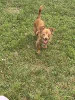 Puppy, a male Chihuahua for sale in East Hartford, CT – 3 of 4