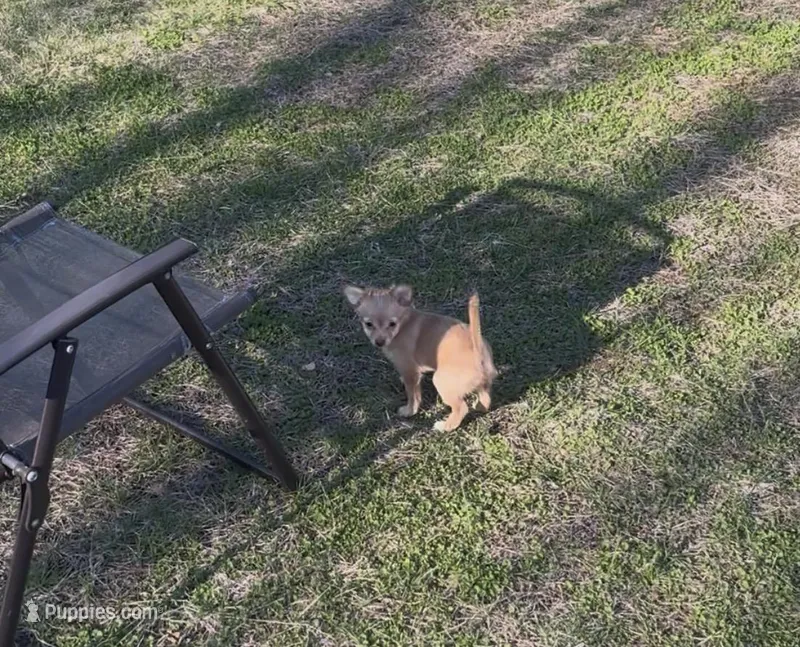 Female chihuahua , a female Chihuahua for sale in East Hartford, CT – Photo 1 of 5
