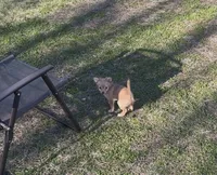 Female chihuahua , a female Chihuahua for sale in East Hartford, CT – Photo 1 of 5