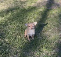 Female chihuahua , a female Chihuahua for sale in East Hartford, CT – Photo 5 of 5