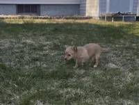 Female chihuahua , a female Chihuahua for sale in East Hartford, CT – Photo 2 of 5