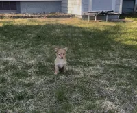 Female chihuahua , a female Chihuahua for sale in East Hartford, CT – Photo 4 of 5