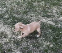 Female chihuahua , a female Chihuahua for sale in East Hartford, CT – Photo 3 of 5