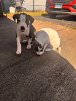 Male puppy , a male American Staffordshire Terrier and American Bully for sale in East Hartford, CT – 2 of 9