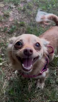 NovaLynn, a female Chihuahua for sale in East Hartford, CT – 3 of 10