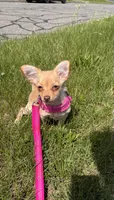 NovaLynn, a female Chihuahua for sale in East Hartford, CT – 9 of 10