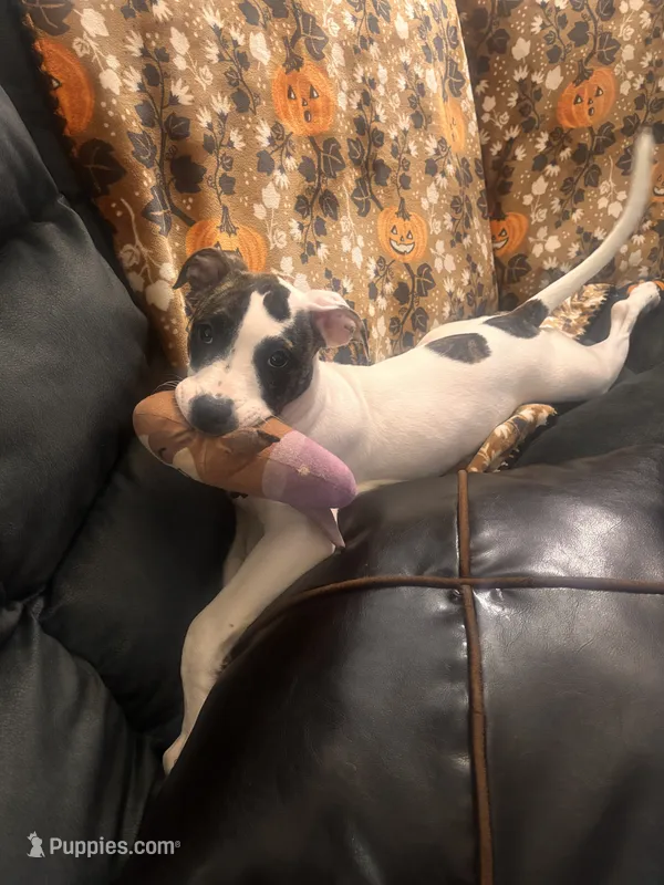 Harley – American Staffordshire Terrier, American Bully puppy for sale in East Hartford, CT