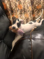 Harley, a female American Staffordshire Terrier and American Bully for sale in East Hartford, CT – 1 of 5