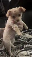 Cream chihuahua , a female Chihuahua for sale in East Hartford, CT – Photo 1 of 5