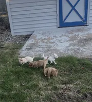 Cream chihuahua , a female Chihuahua for sale in East Hartford, CT – Photo 4 of 5