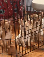 Cream chihuahua , a female Chihuahua for sale in East Hartford, CT – Photo 2 of 5