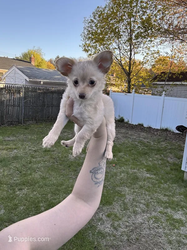 Cream chihuahua  – Chihuahua puppy for sale in East Hartford, CT