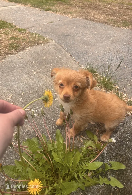 Male chihuahua  – Chihuahua puppy for sale in East Hartford, CT
