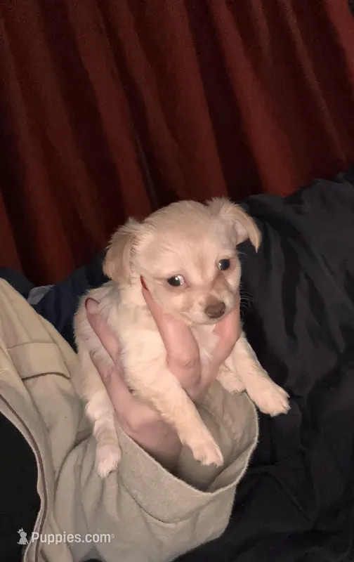 Chihuahua puppy  – Chihuahua puppy for sale in East Hartford, CT