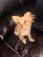 NovaLynn, a female Chihuahua for sale in East Hartford, CT – 6 of 10