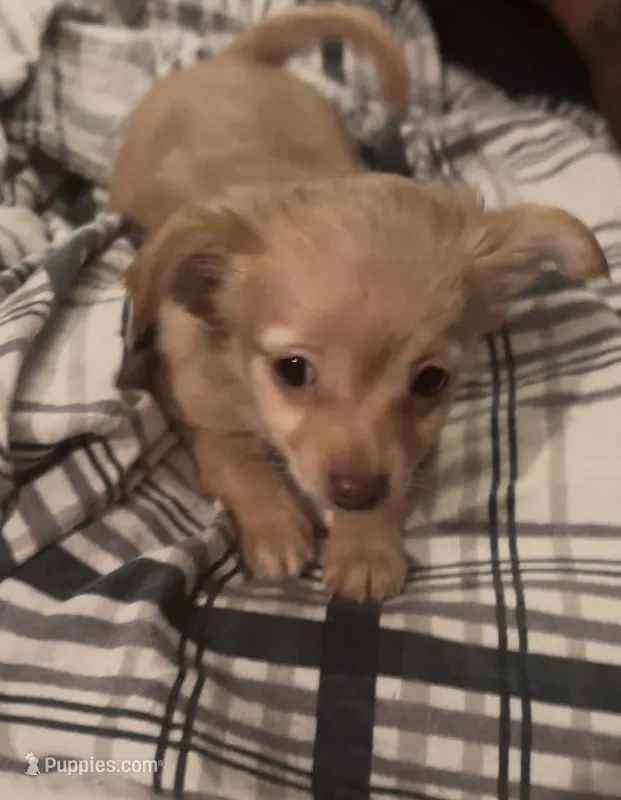 Chihuahua puppy  – Chihuahua puppy for sale in East Hartford, CT