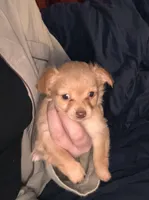 Chihuahua puppy , a female Chihuahua for sale in East Hartford, CT – Photo 2 of 2