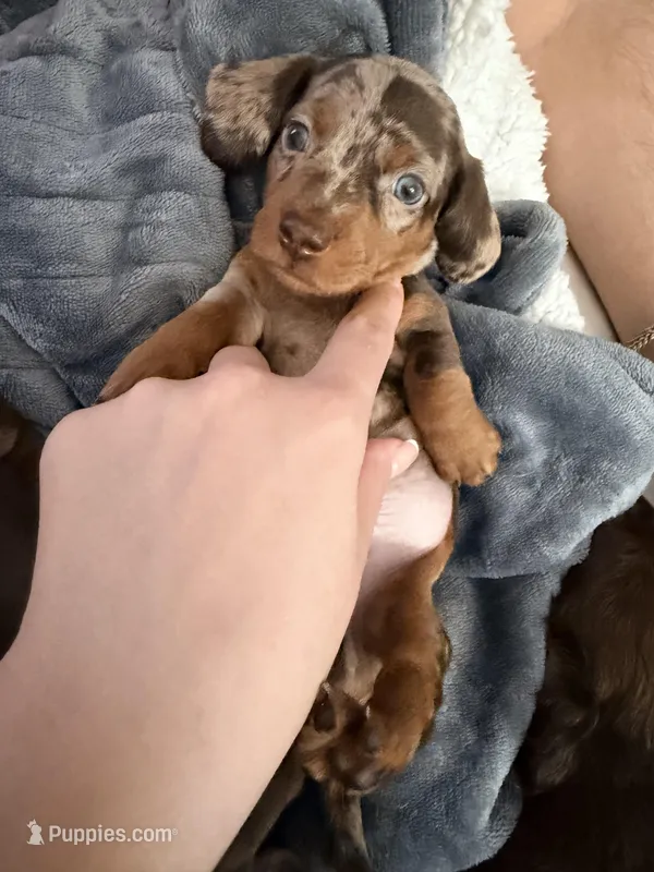 Enzo – Dachshund puppy for sale in Houston, TX