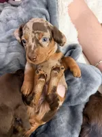 Enzo, a male Dachshund for sale in Houston, TX – Photo 2 of 3