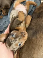 Enzo, a male Dachshund for sale in Houston, TX – Photo 3 of 3