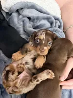 Lana , a female Dachshund for sale in Houston, TX – Photo 3 of 4