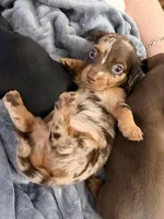 Lana , a female Dachshund for sale in Houston, TX – Photo 4 of 4