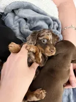 Lana , a female Dachshund for sale in Houston, TX – Photo 2 of 4