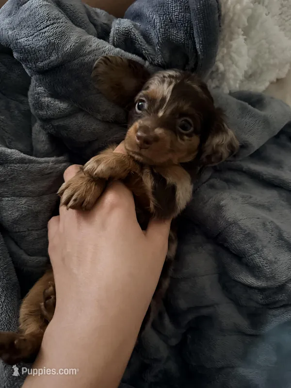 Lana  – Dachshund puppy for sale in Houston, TX