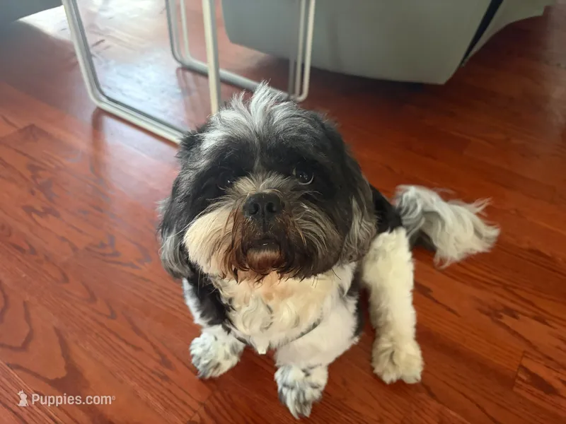 Oreo – Shih Tzu puppy for sale in Bristow, VA