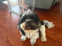 Oreo, a male Shih Tzu for sale in Bristow, VA – 1 of 3