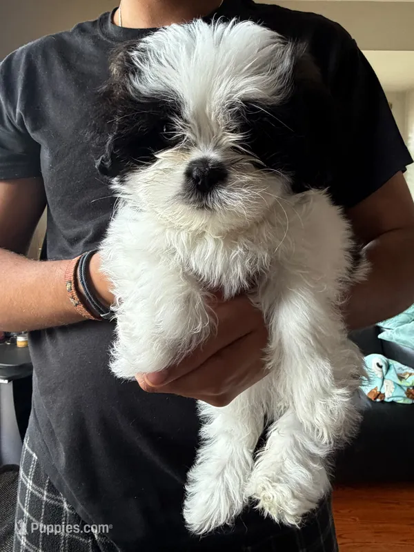 Panda – Shih Tzu puppy for sale in Bristow, VA