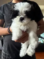 Panda, a male Shih Tzu for sale in Bristow, VA – 1 of 2