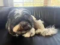 Oreo, a male Shih Tzu for sale in Bristow, VA – 3 of 3