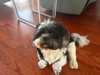 Oreo, a male Shih Tzu for sale in Bristow, VA – 2 of 3