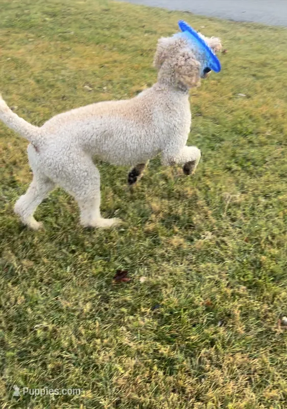 Teddy  – Goldendoodle puppy for sale in Germantown, MD