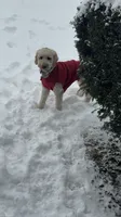 Teddy , a male Goldendoodle for sale in Germantown, MD – 3 of 5