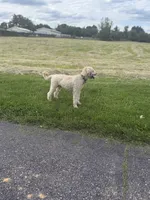 Teddy , a male Goldendoodle for sale in Germantown, MD – 5 of 5