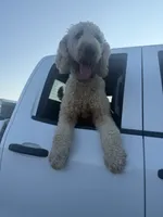 Teddy , a male Goldendoodle for sale in Germantown, MD – 4 of 5