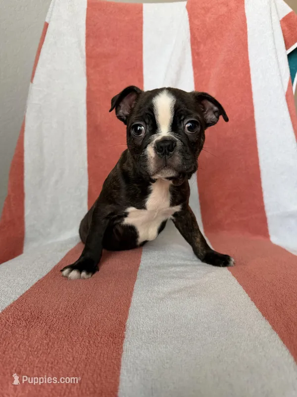 Scrappy – Boston Terrier puppy for sale in Conroe, TX
