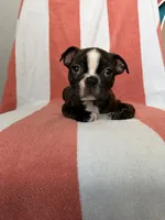 Scrappy, a male Boston Terrier for sale in Conroe, TX – 2 of 4