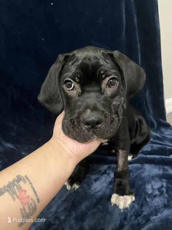odie  – Cane Corso puppy for sale in Lehigh Acres, FL