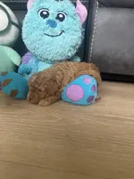 Pleakley, a male Poodle - Toy  for sale in West Babylon, NY – 3 of 4