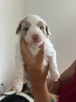 Angel, a female Poodle - Toy  for sale in West Babylon, NY – 2 of 4