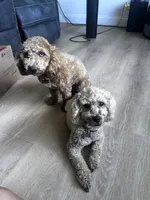 Angel, a female Poodle - Toy  for sale in West Babylon, NY – 3 of 4