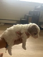 Angel, a female Poodle - Toy  for sale in West Babylon, NY – 2 of 4
