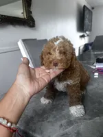 Maximus , a male Poodle - Toy  for sale in West Babylon, NY – 3 of 5